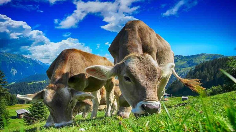 Assam Set to Introduce a New Cow Protection Bill