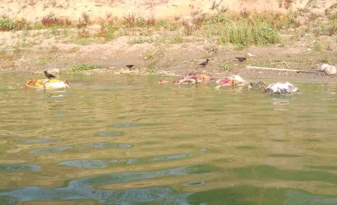 dead bodies in ganga river