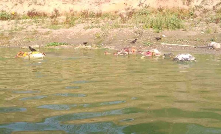 dead bodies in ganga river