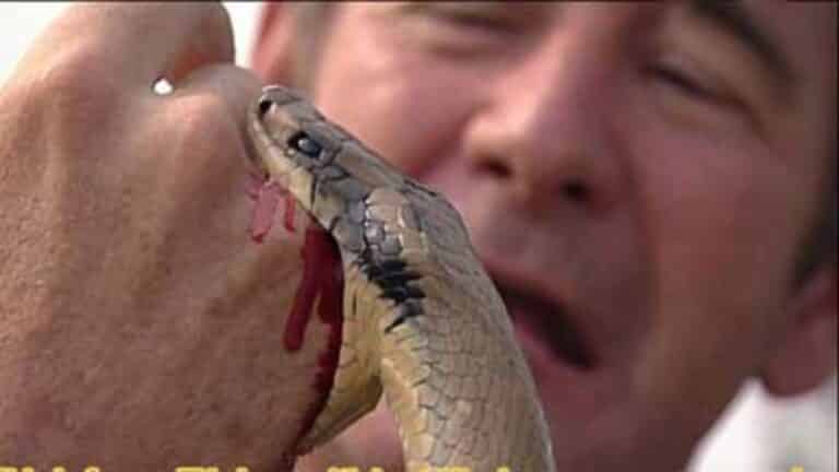 Snake-Bite