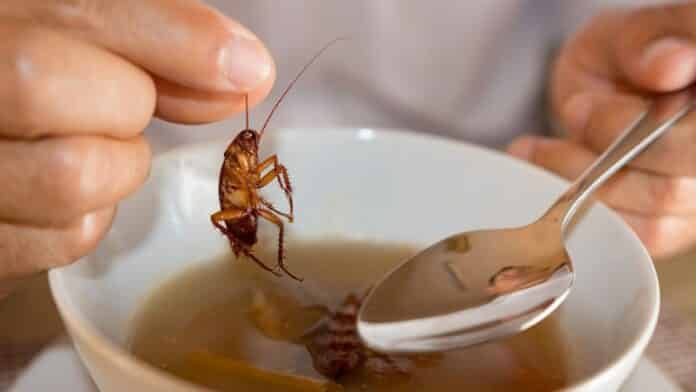 insect in food
