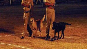 Can Court Convict Someone Based Only on the Evidence of a Police Sniffer Dog?
