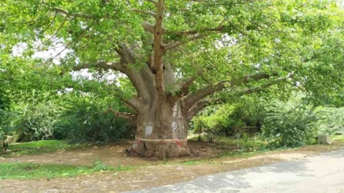 peepal tree