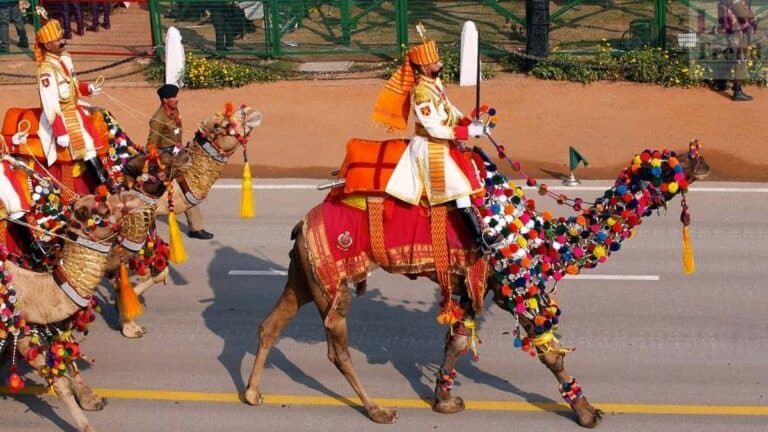 camels-republic day