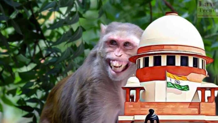 monkey-supreme court
