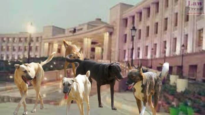 lucknow hc-stray dogs