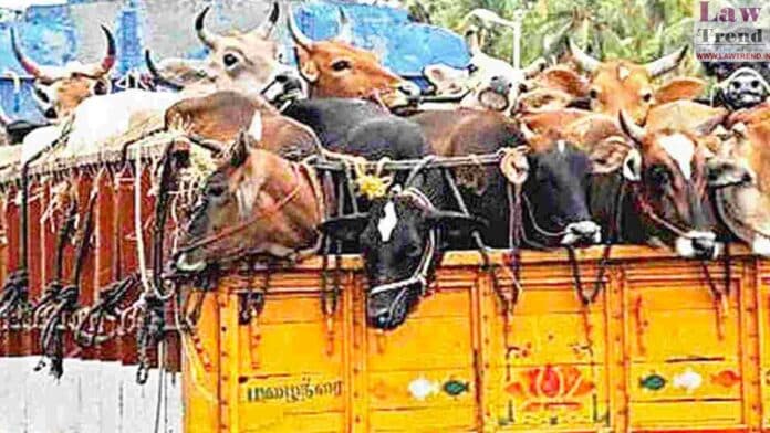 cows in truck