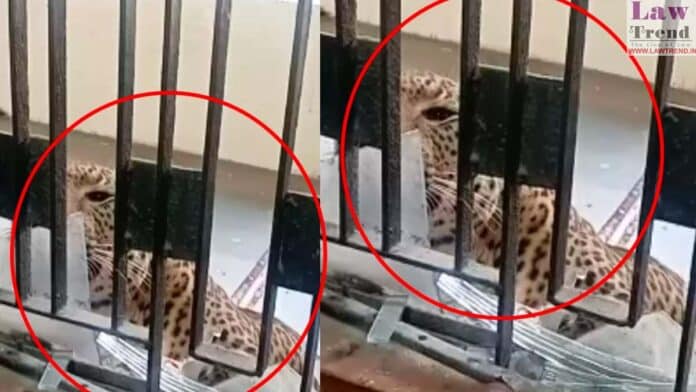 leopard in ghaziabad court