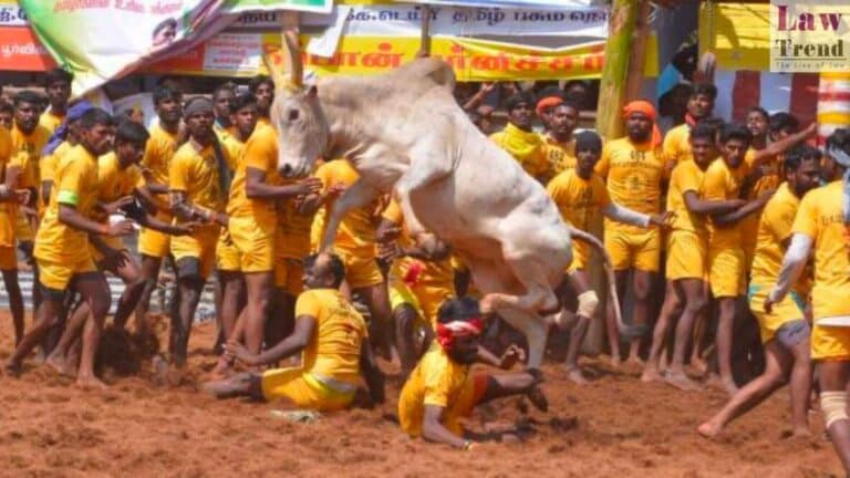 PETA moves SC seeking review of verdict upholding laws allowing ‘Jallikattu’, other animal sport