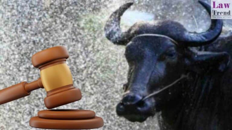 buffalo gavel