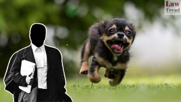 lawyer-dog