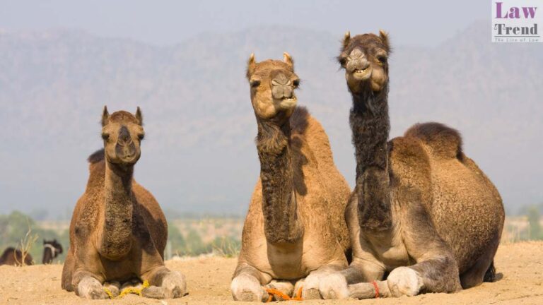 camels