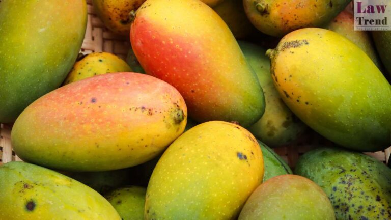 Advocate Discovers Century-Old Court Order in Mango Theft Case